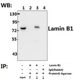 Lamin B1 Antibody in Immunoprecipitation (IP)