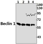 Beclin 1 Antibody in Western Blot (WB)