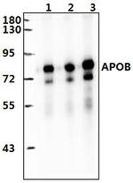 Apolipoprotein B Antibody in Western Blot (WB)