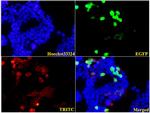 LC3B Antibody in Immunocytochemistry (ICC/IF)