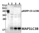 LC3B Antibody in Western Blot (WB)