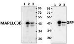 LC3B Antibody in Western Blot (WB)