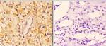 14-3-3 zeta Antibody in Immunohistochemistry (Paraffin) (IHC (P))