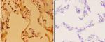 APAF1 Antibody in Immunohistochemistry (Paraffin) (IHC (P))