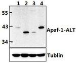 APAF1 Antibody in Western Blot (WB)