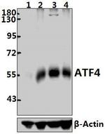 ATF4 Antibody in Western Blot (WB)