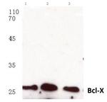 Bcl-X Antibody in Western Blot (WB)