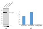 gamma Catenin Antibody in Western Blot (WB)