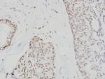 Cdc6 Antibody in Immunohistochemistry (Paraffin) (IHC (P))