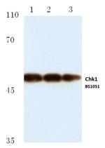 Chk1 Antibody in Western Blot (WB)