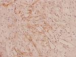 COL4A1 Antibody in Immunohistochemistry (Paraffin) (IHC (P))