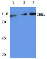 CAS Antibody in Western Blot (WB)