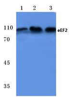 EEF2 Antibody in Western Blot (WB)