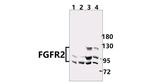 FGFR2 Antibody in Western Blot (WB)