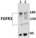 FGFR3 Antibody in Western Blot (WB)