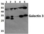 Galectin 3 Antibody in Western Blot (WB)