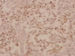 GFR alpha-1 Antibody in Immunohistochemistry (Paraffin) (IHC (P))