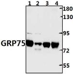 HSPA9 Antibody in Western Blot (WB)