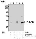 HDAC8 Antibody in Immunoprecipitation (IP)