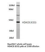 HDAC8 Antibody in Western Blot (WB)