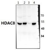 HDAC8 Antibody in Western Blot (WB)