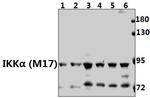 IKK alpha Antibody in Western Blot (WB)