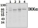 IKK alpha Antibody in Western Blot (WB)