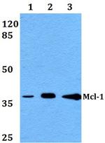 MCL-1 Antibody in Western Blot (WB)