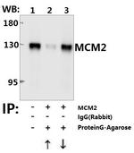 MCM2 Antibody in Immunoprecipitation (IP)