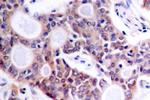 NFkB p52 Antibody in Immunohistochemistry (Paraffin) (IHC (P))