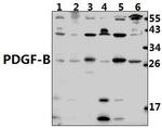 PDGF-B Antibody in Western Blot (WB)