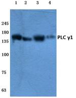 PLCG1 Antibody in Western Blot (WB)