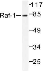 c-Raf Antibody in Western Blot (WB)