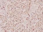 c-Rel Antibody in Immunohistochemistry (Paraffin) (IHC (P))