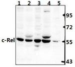 c-Rel Antibody in Western Blot (WB)