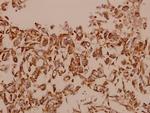 SIRP alpha Antibody in Immunohistochemistry (Paraffin) (IHC (P))