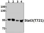 STAT3 Antibody in Western Blot (WB)