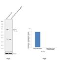 STAT3 Antibody in Western Blot (WB)