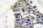 Synaptotagmin 1 Antibody in Immunohistochemistry (Paraffin) (IHC (P))