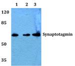 Synaptotagmin 1 Antibody in Western Blot (WB)