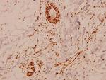 MEF2A Antibody in Immunohistochemistry (Paraffin) (IHC (P))