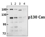 p130Cas Antibody in Western Blot (WB)