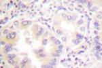 VASP Antibody in Immunohistochemistry (Paraffin) (IHC (P))