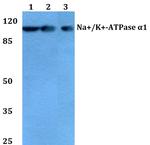 ATP1A1 Antibody in Western Blot (WB)