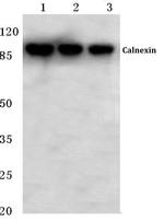 Calnexin Antibody in Western Blot (WB)