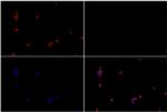 RSK1 Antibody in Immunocytochemistry (ICC/IF)