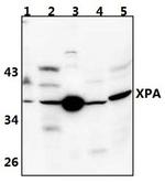 XPA Antibody in Western Blot (WB)