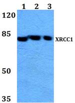 XRCC1 Antibody in Western Blot (WB)