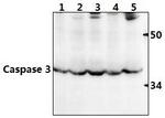 Caspase 3 Antibody in Western Blot (WB)