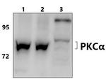 PKC alpha Antibody in Western Blot (WB)